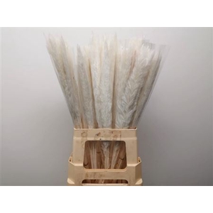 Dried Pampas Fluffy Bleached