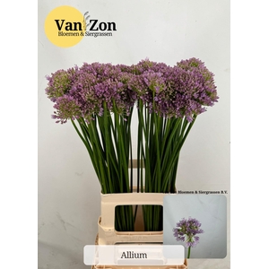 ALLIUM SENESCENS