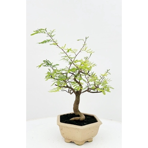 Vachellia nilotica, pot 20 cm, height 40cm. with driptray. (single item)