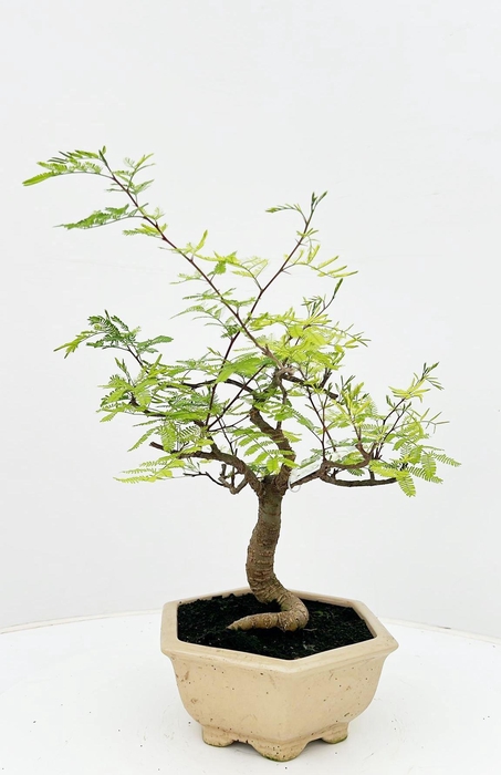 <h4>Vachellia nilotica, pot 20 cm, height 40cm. with driptray. (single item)</h4>