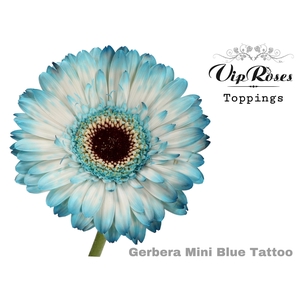 Ge Mi Vip Blue Tattoo