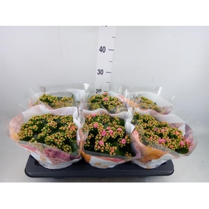 Kalanchoe blos. 'RosDon Alano'