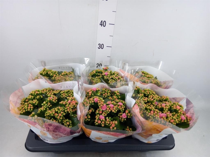 <h4>Kalanchoe blos. 'RosDon Alano'</h4>