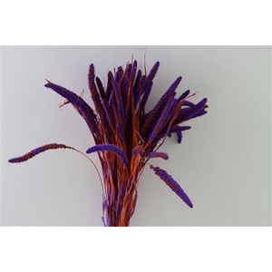 Dried Artz Setaria Vermeer Bunch