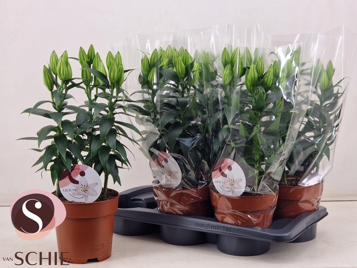 <h4>LIL OR OXYGEN</h4>