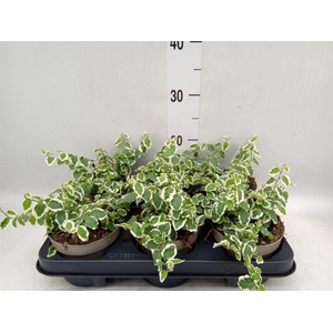 Ficus pumila 'Belle Sunny'