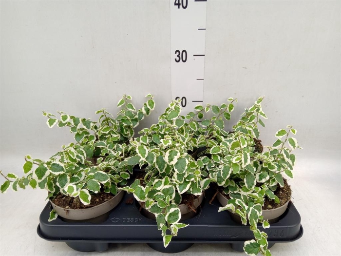 <h4>Ficus pumila 'Belle Sunny'</h4>