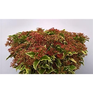 Viburnum Tinus Variegated Variegato