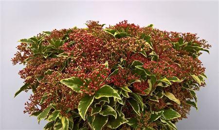 <h4>Viburnum Tinus Variegated Variegato</h4>