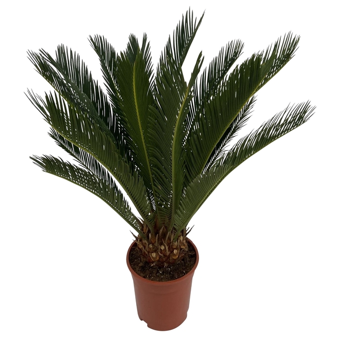 <h4>Cycas revoluta</h4>