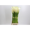 Zantedeschia Eydolls White