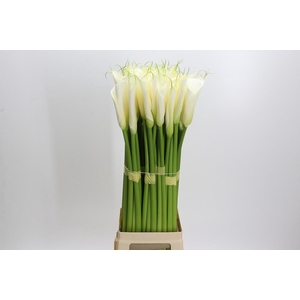 Zantedeschia Eydolls White