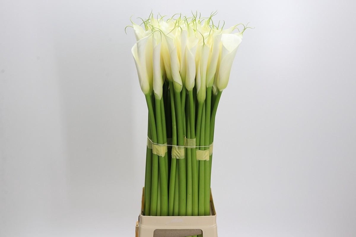 <h4>Zantedeschia Eydolls White</h4>