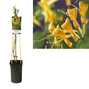 Lonicera 'Mandarin' PBR +light label