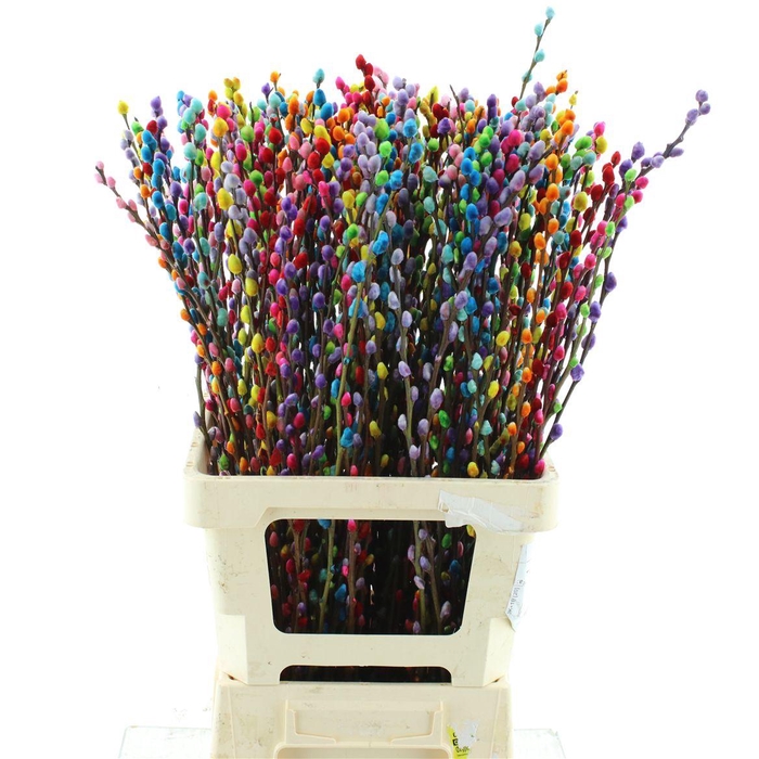 <h4>Salix Snow Flake Klb Rainbow</h4>