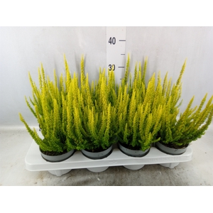 Calluna vulg. 'Skyline Barcelona'