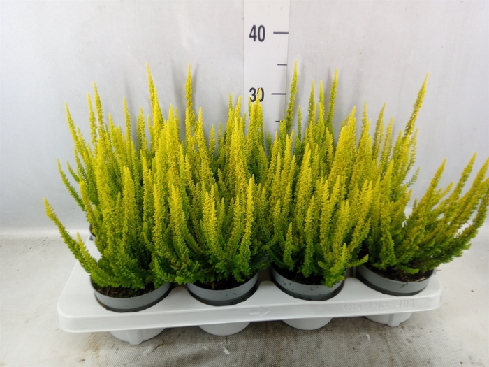 <h4>Calluna vulg. 'Skyline Barcelona'</h4>