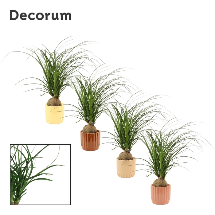 <h4>Beaucarnea bol 12 cm in Liam (Coffee blend-collection)</h4>