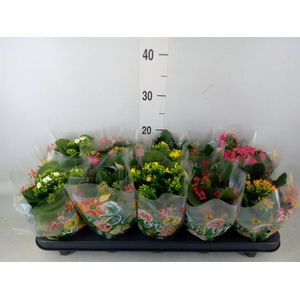 Kalanchoe blos.   ..mix 5