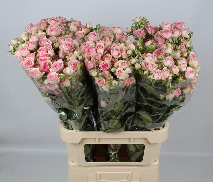 <h4>R TR DINARA</h4>