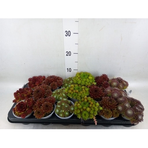 Sempervivum   ...mix