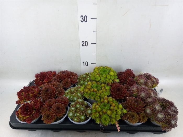 <h4>Sempervivum   ...mix</h4>