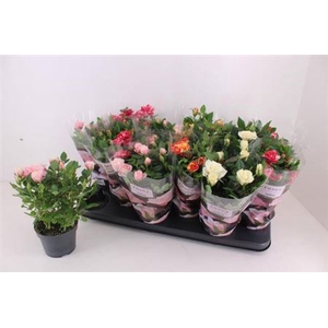 Rosa Victory gemengd