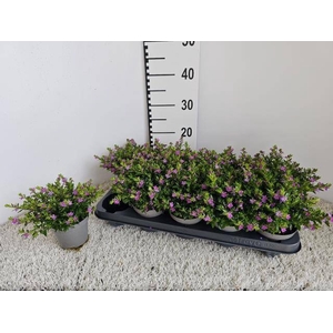 CUPH HYSSOPIFOLIA