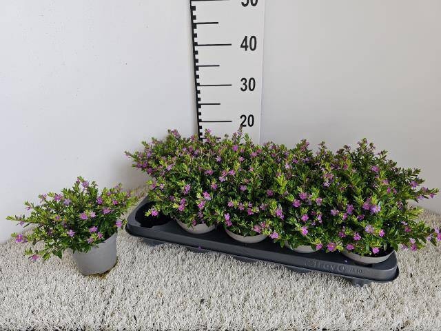 <h4>CUPH HYSSOPIFOLIA</h4>
