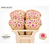 Rosa Spray Gelato