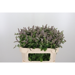 Mentha Jocka