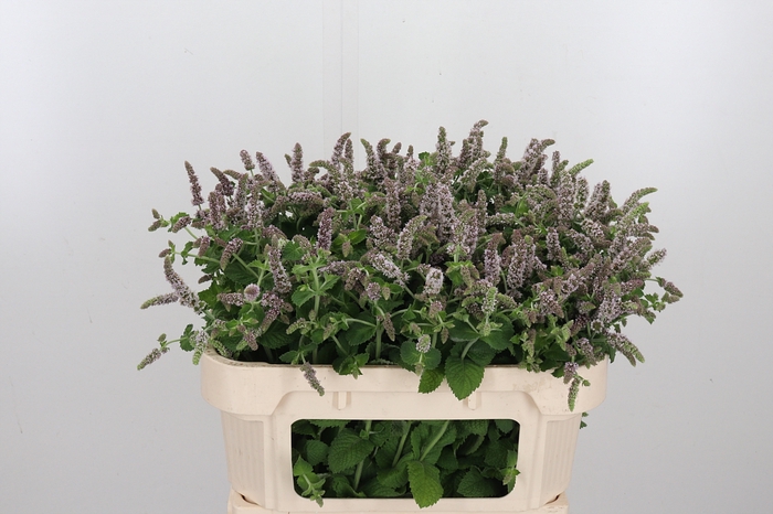 <h4>Mentha Jocka</h4>