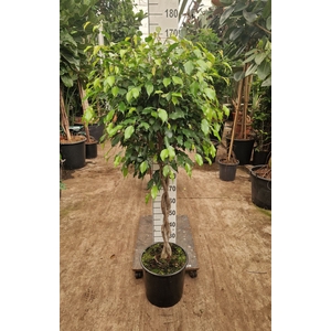 Ficus Exotica