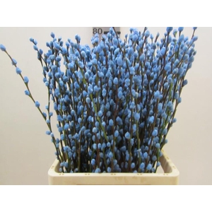 Salix Katje Licht Blauw L70