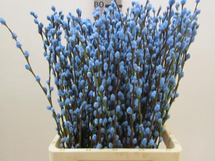 <h4>Salix Katje Licht Blauw L70</h4>