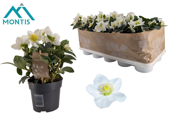 <h4>Helleborus niger Christmas Carol</h4>