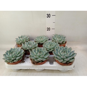 Echeveria   ...
