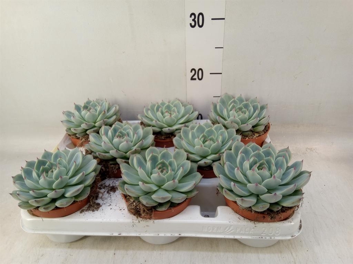 <h4>Echeveria   ...</h4>