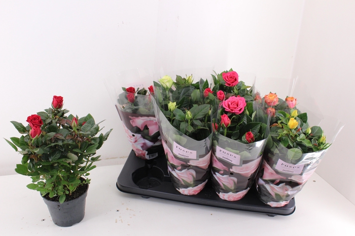 <h4>RO PATHIT GEM 5 SRT</h4>