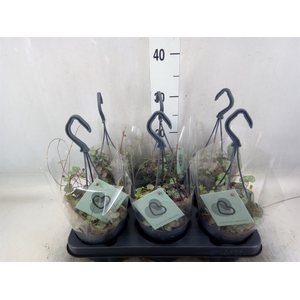 Ceropegia woodii ssp. woodii