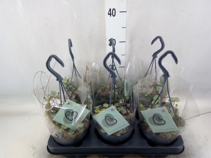 <h4>Ceropegia woodii ssp. woodii</h4>