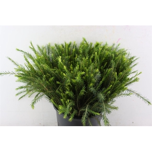 Melaleuca 55cm Per Tak