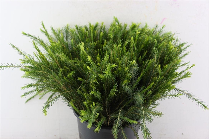 <h4>Melaleuca 55cm Per Tak</h4>