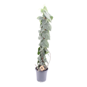 Monstera Dubia