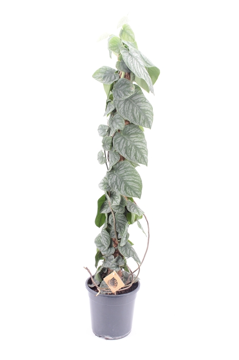 <h4>Monstera Dubia</h4>