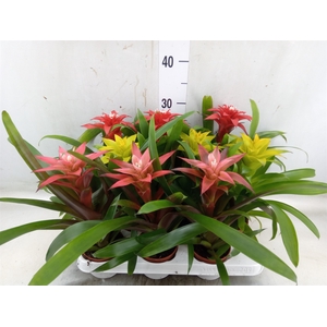 Guzmania   ...mix