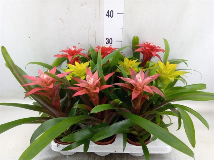 <h4>Guzmania   ...mix</h4>