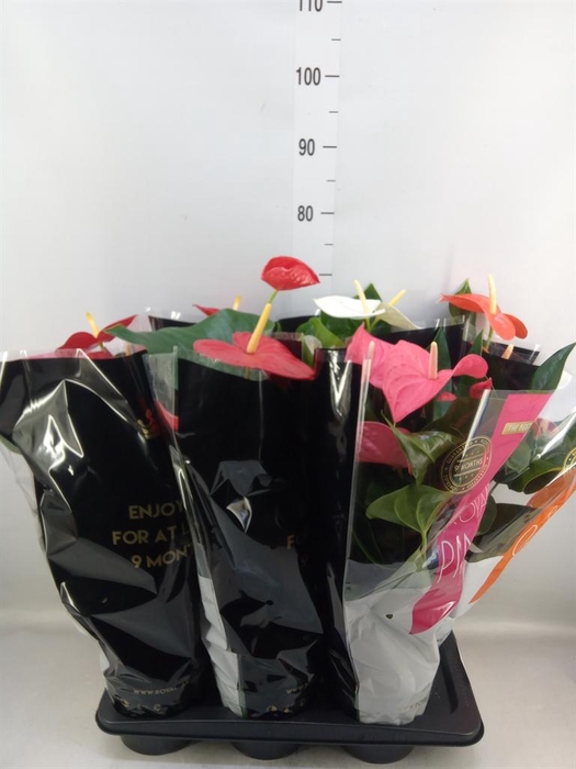 <h4>Anthurium   ...mix</h4>