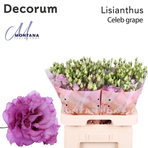 Lisianthus Celeb grape 70cm