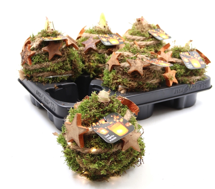 <h4>ARR HIPPEASTRUM</h4>